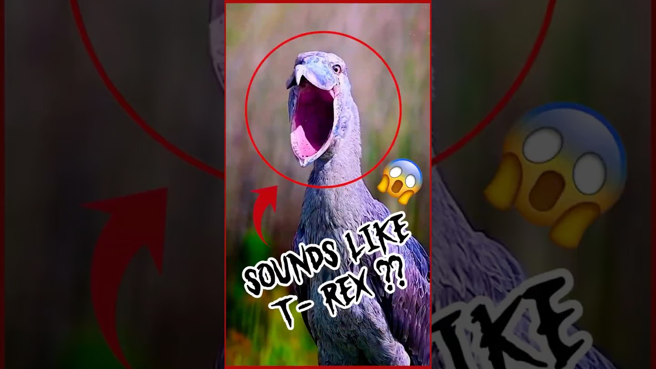 You Won’t Believe it!😱 Mind blowing sounds 