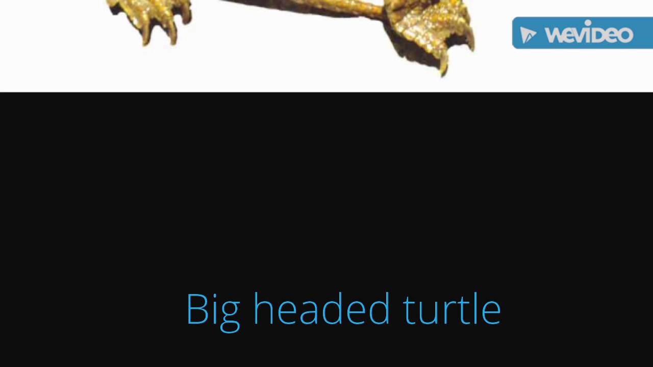 camera iphone 8 plus apk The Big-headed Turtle