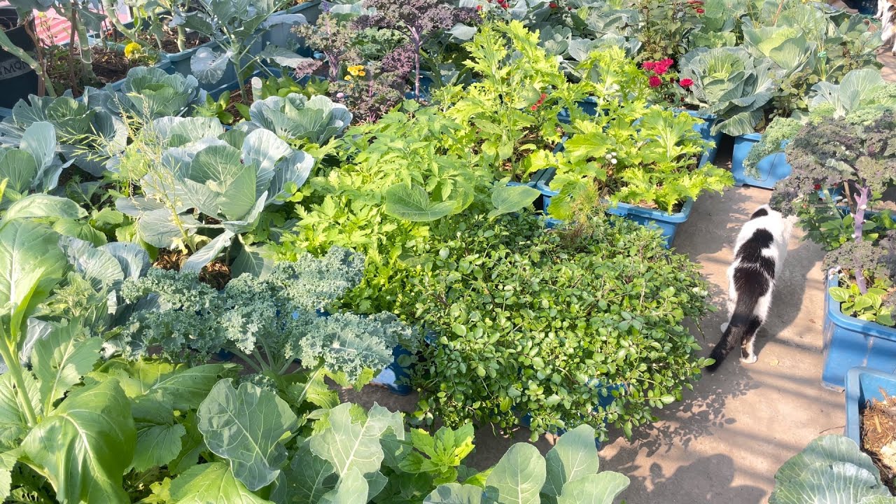 Trồng cây gì nuôi con gì khi bạn có khoảng sân thượng nho nhỏ 🌱