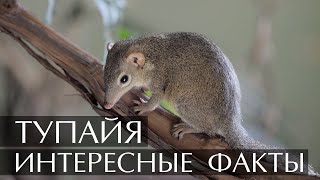 Тупайя - Интересные Факты