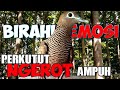 Merangsang PERKUTUT birahi dan emosi dengan SUARA KEROT sangat manjur