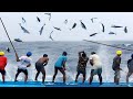 Amazing fast classic tuna fishing skill caught hundreds tons of tuna on the boat 02