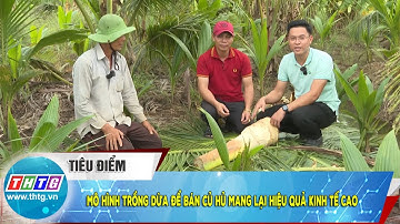 Mô hình trồng dừa để bán củ hủ mang lại hiệu quả kinh tế cao