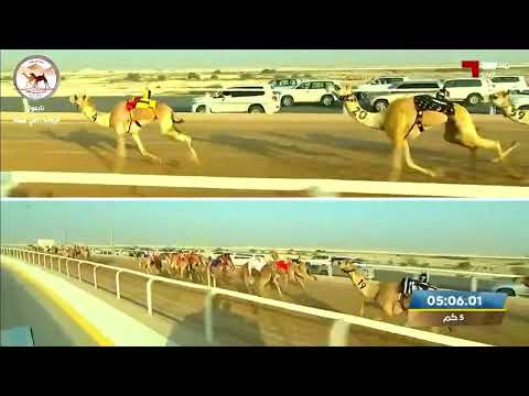 ش6 شاهين لـ ساري محمد ناصر المنصوري مهرجان سمو الأمير المفدى 6 3 2023ص لقايا قعدان إنتاج 7 36 88 