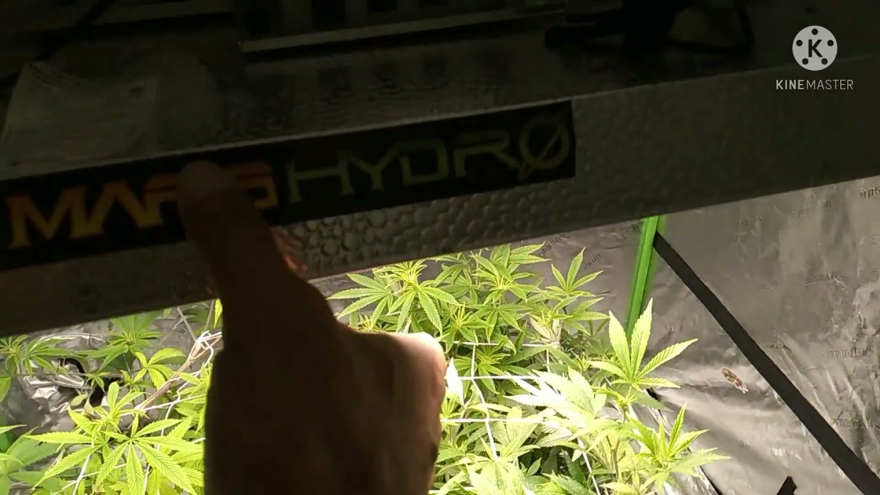 MarsHydro ts-3000 week 1 flower cycle