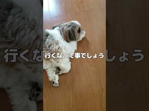 留守をお願いしたら道を通行止めにしたシーズー【犬Vlog】