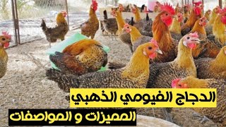 مميزات و مواصفات الدجاج الفيومي الذهبي