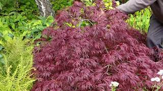 About Japanese maples