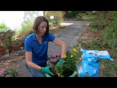 Video: Butterfly Container Garden Ideas - Tips for Creating Butterfly Container Gardens