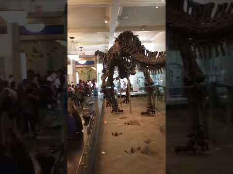 Video: Pameran Dinosaur: VDNH Moscow dan Nizhny Novgorod
