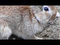 ２０１７海ノ中道海浜公園　動物の森　ウサギさん！可愛い。