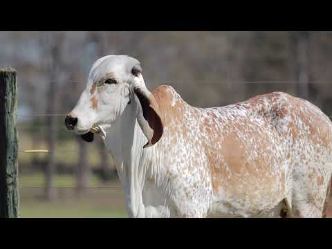 LOTE 24 – ANTARTICA FIV CAL CAL15294