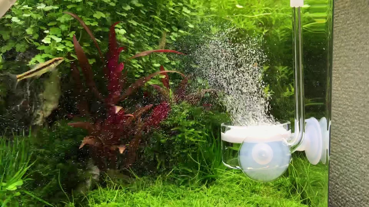 Ada Pollen Glass Beetle Co2 Diffuser Youtube Ada Pollen Glass Beetle Co2 Diffuser Youtube