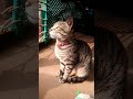 क्यूट बिल्ली की short video 🤠🥰 #cute #love #cat #shorts #youtubeshorts