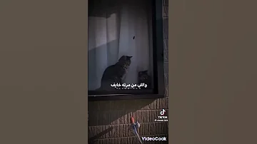 عم يطلع فيكي انتي ومش سال فيهم 
