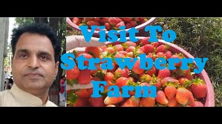 Visit To Strawberry Farm