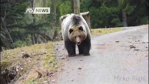Che fine ha fatto orso M49?