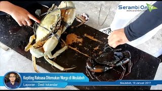Kepiting Raksasa Ditemukan Warga di Meulaboh