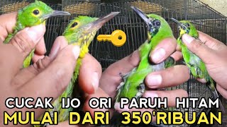 MARKAS CUCAK HIJAU BONGKAR KUNCI CUCAK IJO PARUH HITAM ORI !!! DI PASAR BURUNG PRAMUKA