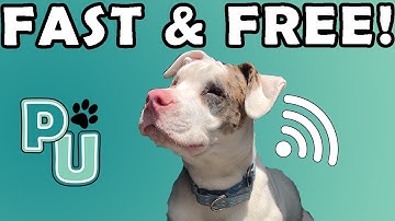 How To Update Your Dog