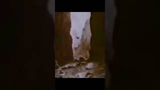 Cabrito Montanhês Nível Dragon Ball Z