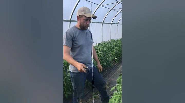 Tending Big Dena tomato plants
