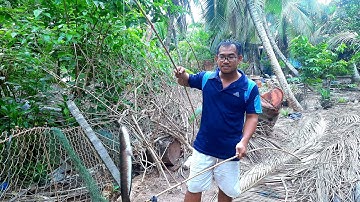 Bến Tre TV | Câu cá lóc bằng con cóc- Rồi thì em nó cũng lên bờ