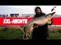 MONSTER-HECHTE dank GEHEIMEN Lockstoff?! + Gewinnspiel