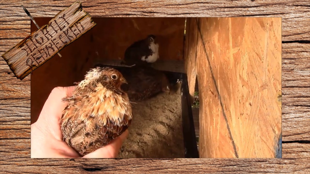 Best Breed of Coturnix Quail: The SR Quail Update 11-28-16 - YouTube