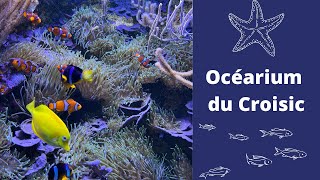 Océarium Du Croisic Noël 2022