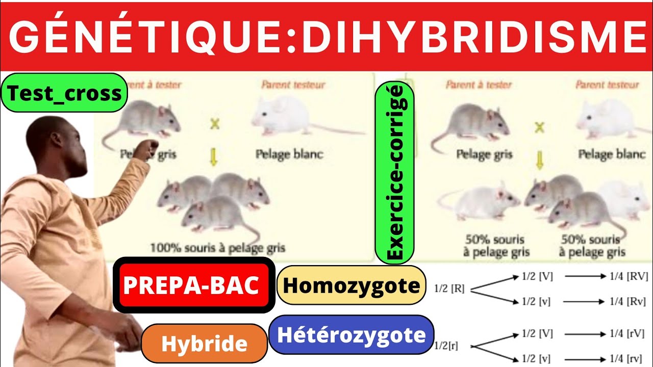 SVT#DIHYBRIDISME#Test_cross#homozygote#Hétérozygote#dominance_complete#