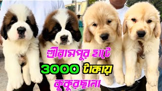 শ্রীরামপুর হাটে 3000 টাকায় কুকুরছানা! Dog Market Serampore। Serampore Pet Market।