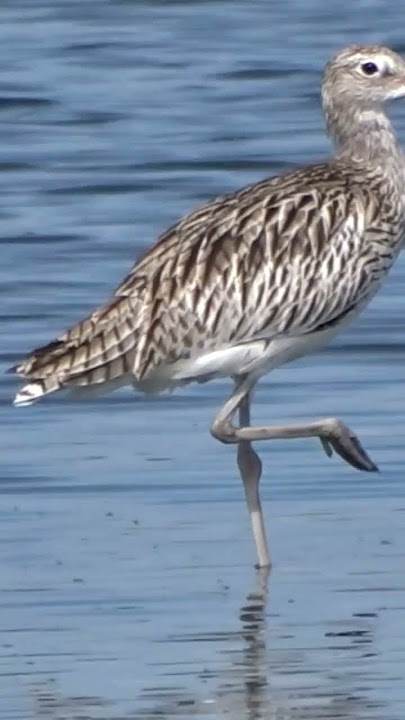 Various Types of Birds 4 (Aneka Jenis Burung 4).  #birds #mangrove #wildlife  #nature