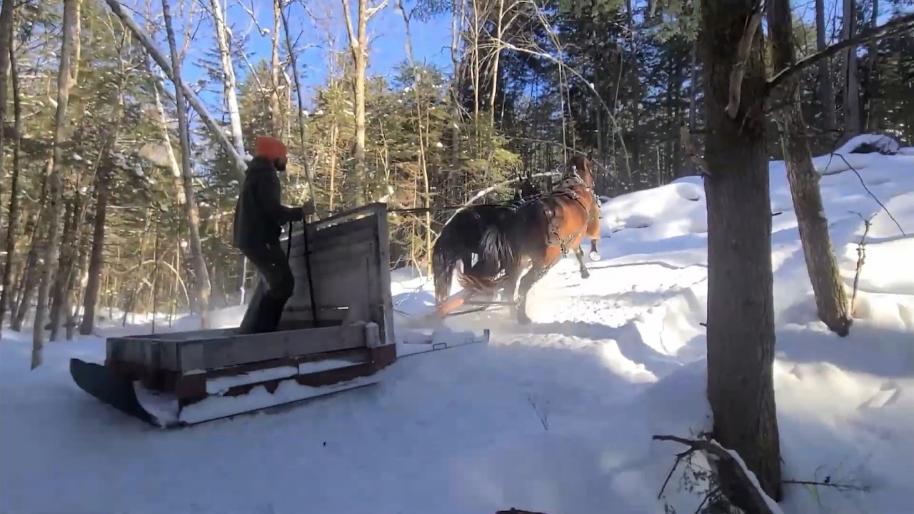 Draft Horses Pulling Grooming Sled Through Vermont Forest