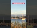 sunshiny day with swans and boat at MI
