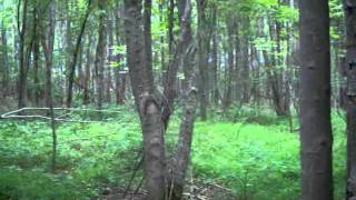 Bigfoot Sighting Area Follow Up Part 2