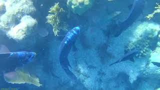 Watch a Parrotfish Poop to Make White Sand For Beaches