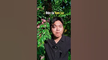 Mận Này Ít Nước | Hải Đăng Review#shorts