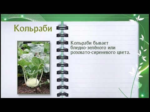 Кольраби