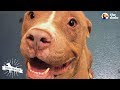 Guy On Road Trip Meets A Homeless Pit Bull | The Dodo Pittie Nation
