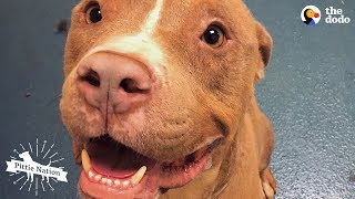 Guy On Road Trip Meets A Homeless Pit Bull | The Dodo Pittie Nation