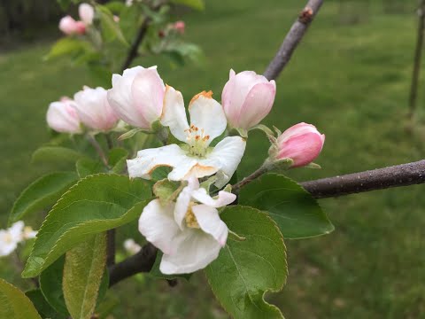 Video: Identifikasie van kraagvrot - Inligting oor kraagvrot van appelbome