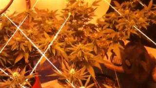 Medical Marijuana indoor grow fall 2010 pt. 9