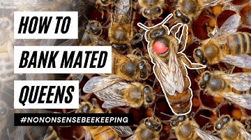 How to Bank Queens - Banking Mated Queens - How to Bank Mated Queen Bees