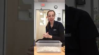 How to create an insect themed sensory bin with Ms. Michelle