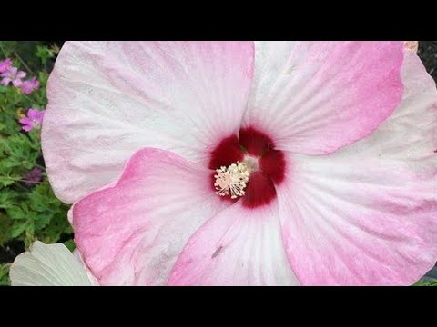 Video: Nevjerojatan Močvarni Cvijet