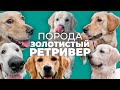 Золотистый ретривер 🐾 Все о породе голден ретривер, плюсы и минусы, уход, отзывы, дрессировка 🐶