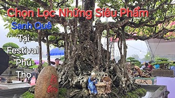 Đẳng Cấp Sanh Quê ! CHỌN LỌC những SIÊU PHẨM sanh quê QUÝ HIẾM tại FESTIVAL Phú Thọ 2025 .