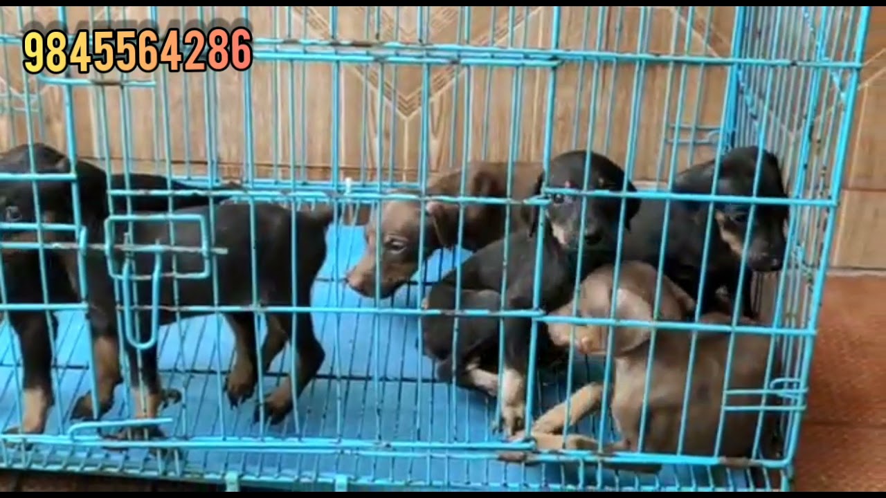 European Doberman puppies for sale in bangalore E 396INDIAN DOGS YouTube