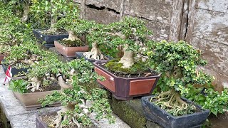 NEGOTIABLE‼️REVIEW OF BONSAI PRICES AT MAS ENDRI'S HOME Cell Phone No.  0856-4880-4473